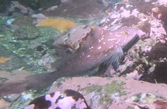 Hexagrammos decagrammus