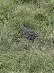 Sturnus vulgaris