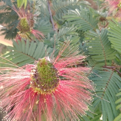 Calliandra