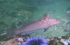 Hexagrammos decagrammus