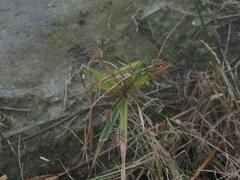 Cyperus distans