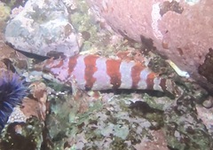 Oxylebius pictus
