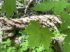 Acer glabrum douglasii