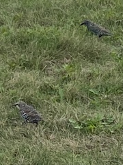 Sturnus vulgaris