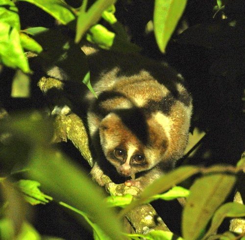 Kayan River Slow Loris (Nycticebus kayan) — Vulnerable Mammalia