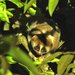 Kayan River Slow Loris - Photo (c) mike_hoit, some rights reserved (CC BY-NC)