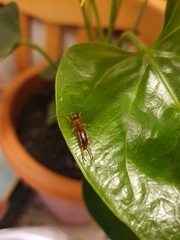 Apterygida albipennis