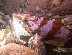 Oxylebius pictus
