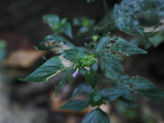 Dicliptera chinensis