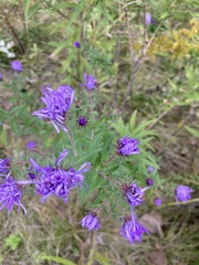 Symphyotrichum novae-angliae