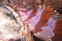 Oxylebius pictus