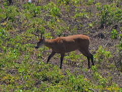 Blastocerus dichotomus