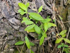Moehringia lateriflora