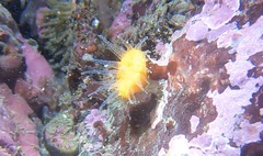 Balanophyllia elegans