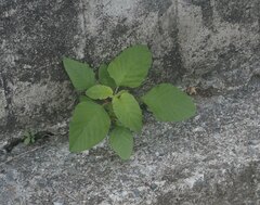 Amaranthus viridis