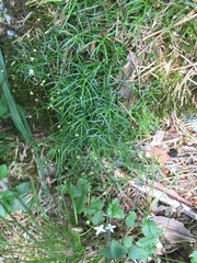 Moehringia muscosa