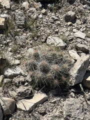 Echinocereus stramineus