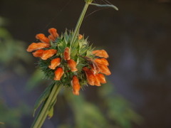 Leonotis nepetifolia