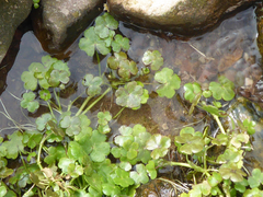 Ranunculus omiophyllus