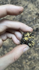 Leucogaster citrinus