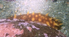 Apostichopus californicus