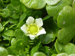 Ranunculus omiophyllus