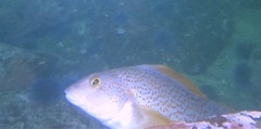Hexagrammos decagrammus