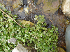 Ranunculus omiophyllus