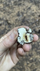 Leucogaster citrinus