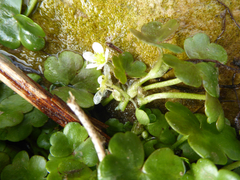 Ranunculus omiophyllus