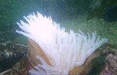 Urticina piscivora