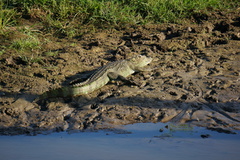 Crocodylus palustris