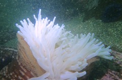 Urticina piscivora