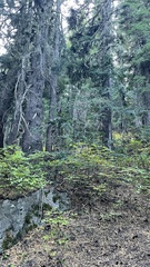 Leucogaster citrinus