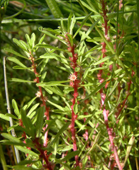 Lythrum volgense