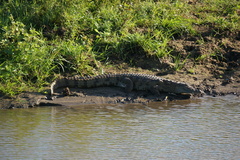 Crocodylus palustris
