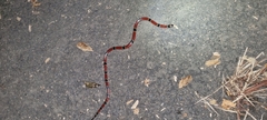Micrurus nigrocinctus