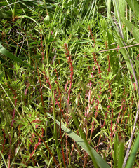 Lythrum volgense
