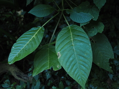 Dendrocnide meyeniana