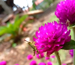 Valanga nigricornis