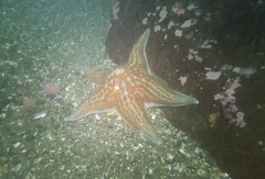 Dermasterias imbricata