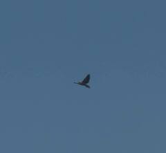 Streptopelia tranquebarica