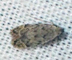 Taygete attributella