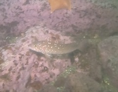 Hexagrammos decagrammus