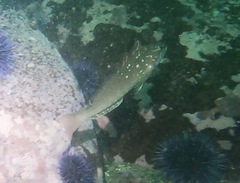 Hexagrammos decagrammus