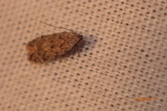 Taygete attributella