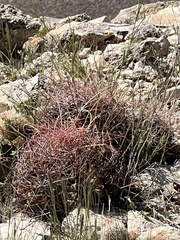 Hamatocactus hamatacanthus hamatacanthus
