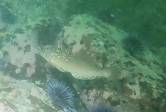 Hexagrammos decagrammus