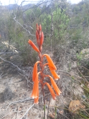 Watsonia aletroides