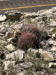 Hamatocactus hamatacanthus hamatacanthus